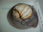 Euspira heros - moon snail (large)