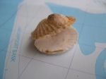 Aequipecten opercularis (Linnaeus, 1758), author: Filip Nuyttens