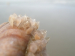 eggs of Nassarius reticulatus (Linnaeus, 1758), author: Filip Nuyttens