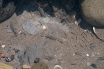 Mysis, opossum shrimps