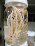 Crinoidea
