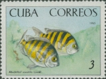 Abudefduf saxatilis