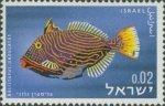 Balistapus undulatus