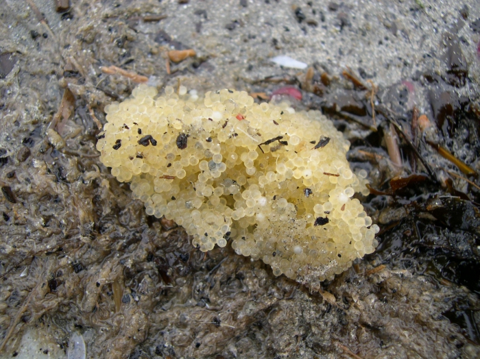 eggs of Myoxocephalus scorpius (Linnaeus, 1758) 