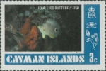 Chaetodon capistratus