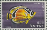 Chaetodon lunula