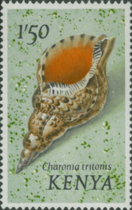 Charonia tritonis