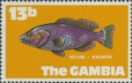 Epinephelus adscensionis