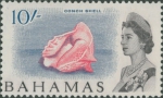 Eustrombus gigas