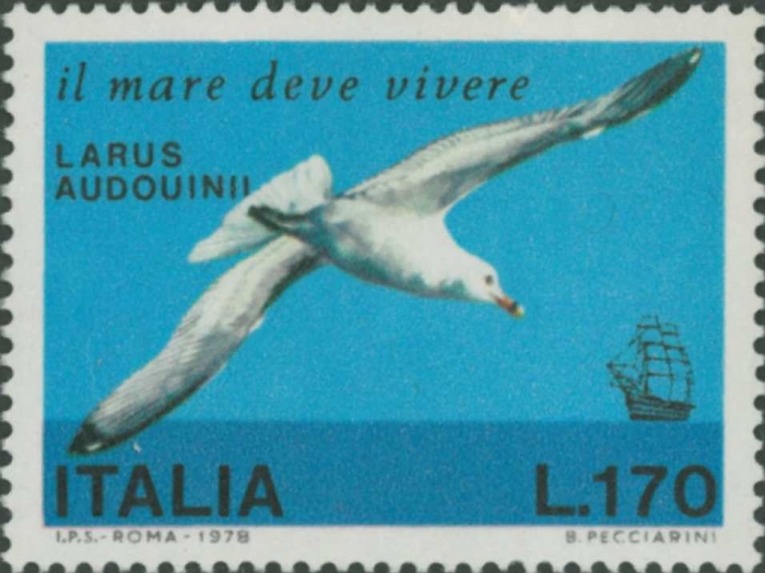 Larus audouinii