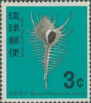 Murex pecten