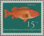 Sebastes marinus