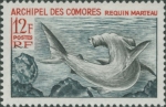 Sphyrna sp.