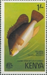 Tilapia nilotica