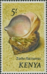 Turbo fluctuosus