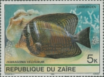Zebrasoma veliferum