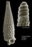 Trituba lima Gofas, 2003Holotype (shell) from Cruiser seamount, 32°15.9'N - 27°31.8'W, 670m, 'Seamount 2' DW237 (actual size 9.6 mm). Scale bar for protoconch 500 µm.