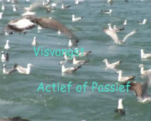 Visserij