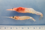 euphausiid (krill) and similar-looking shrimp, author: Nozeres, Claude
