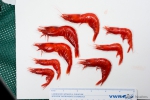 scarlet shrimps-1, author: Nozeres, Claude