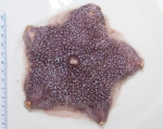 Echinodermata (Echinoderms)