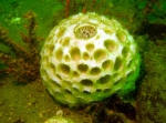 Porifera (sponges)