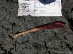 Pennatula aculeata