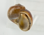 Molluscs