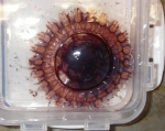 Cnidarians