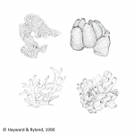 Porifera
