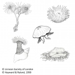 neteldieren