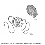 Ctenophora