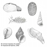 Mollusca