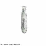 Platyhelminthes