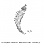 Kinorhyncha