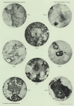 Sistek, D. (1912). Géologie: Petrographische Untersuchungen der Gesteinsproben, II Teil. Résultats du Voyage du S.Y. Belgica en 1897-1898-1899 sous le commandement de A. de Gerlache de Gomery: Rapports Scientifiques (1901-1913). Busch Sistek, D. (1912). Géologie: Petrographische Untersuchungen der Gesteinsproben, II Teil. Résultats du Voyage du S.Y. Belgica en 1897-1898-1899 sous le commandement de A. de Gerlache de Gomery: Rapports Scientifiques (1901-1913). Busch