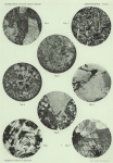 Pelikan, A. (1909). Géologie: Petrographische Untersuchungen der Gesteinsproben, I Teil. Résultats du Voyage du S.Y. Belgica en 1897-1898-1899 sous le commandement de A. de Gerlache de Gomery: Rapports Scientifiques (1901-1913). Busch Pelikan, A. (1909). Géologie: Petrographische Untersuchungen der Gesteinsproben, I Teil. Résultats du Voyage du S.Y. Belgica en 1897-1898-1899 sous le commandement de A. de Gerlache de Gomery: Rapports Scientifiques (1901-1913). Busch