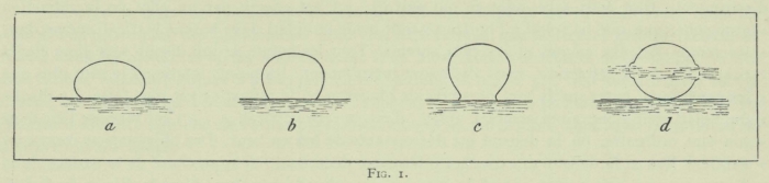 Arctowski (1902, fig. 01)