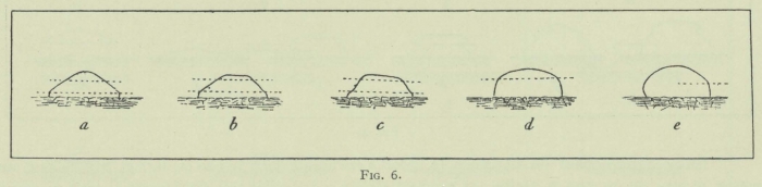 Arctowski (1902, fig. 06)