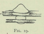 Arctowski (1902, fig. 19)