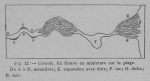 Rahir (1928, fig. 12) Rahir (1928, fig. 12)