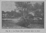 Rahir (1928, fig. 31) Rahir (1928, fig. 31)