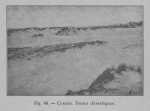 Rahir (1928, fig. 44) Rahir (1928, fig. 44)