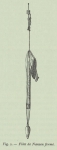 Duc d'Orléans (1909, appx. fig. 2) Duc d'Orléans (1909, appx. fig. 2)