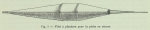 Duc d'Orléans (1909, appx. fig. 3) Duc d'Orléans (1909, appx. fig. 3)