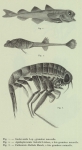 Duc d'Orléans (1909, pl. 1) Duc d'Orléans (1909, pl. 1)