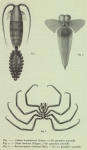 Zeespinnen, spinachtigen en degenkrabben