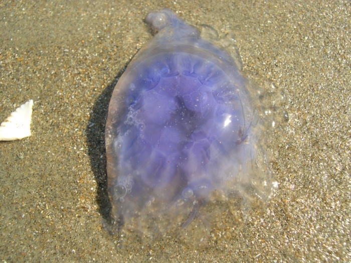 Cyanea lamarckii Péron & Lesueur 1810 