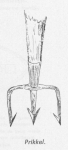 Desnerck (1976, fig. 458) Desnerck (1976, fig. 458)