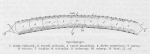 Desnerck (1976, fig. 462) Desnerck (1976, fig. 462)